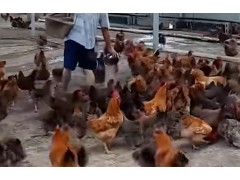 在农村里养鸡，为什么要喂鸡吃大蒜？鸡吃大蒜有哪些好处？