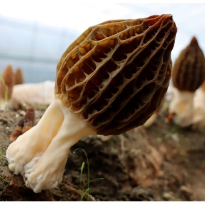 定制干羊肚菌菌菇干货批发干蘑菇食用菌菇煲汤食材材料基地直发