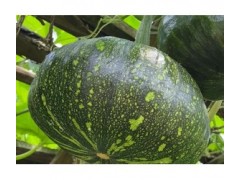 种植南瓜想要又多又大，这个地方碰一下，后期南瓜多到吃不完