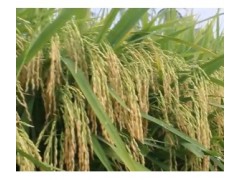 为什么越来越多的农民，要在水稻田里养鱼？