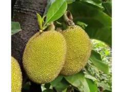 菠萝蜜是什么季节的水果？菠萝蜜是高糖水果吗？怎样挑选菠萝蜜？