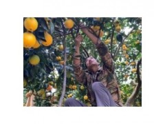 为什么赣南脐橙这么好吃？30年种植经验大叔告诉你，这三点很重要
