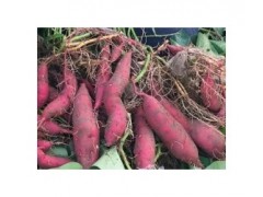 您还用老方法种植红薯吗？妹子教您新技术，后期红薯个大品质高