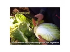 大白菜种植技术，现代农业：大白菜的种植与收获