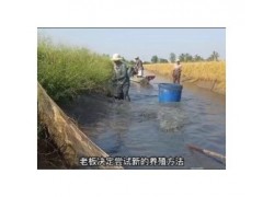 农民在稻田养殖罗氏虾，稻花鱼见过，养殖稻花虾你见过吗
