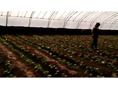 家乡丨实拍焦作蔬菜大棚种植户艰辛的劳作