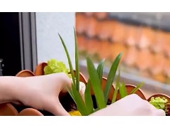 超实用的蔬菜种植小技巧，学会你一年都不要买菜了！