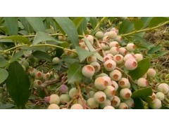 种蓝莓，选啥品种好？农场主：2大要点，产量翻番！你学会了吗