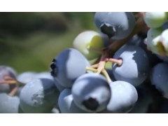 蓝莓是如何种植和生长的？