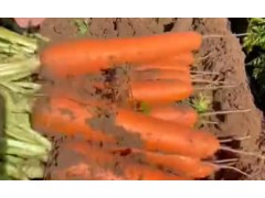 又到了种胡萝卜的季节，赶紧种吧