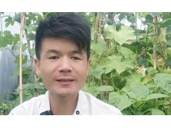 种植胡萝卜和萝卜，记住这几点，胡萝卜和萝卜出苗率高长的好