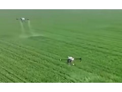 全国冬小麦苗情转化好于预期