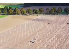 苹果高标准果园种植模式！