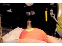 美国宾州农民科学种植苹果，果实无催熟甜香爽脆