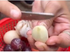 将苹果和葡萄嫁接种植，能同时得到苹果和葡萄吗