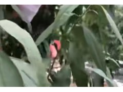 ​日本红香妃，晚熟​​桃子​​就数它好吃好看产量还高