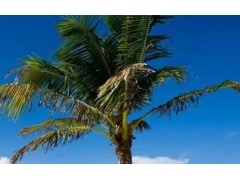 椰子树种植方法