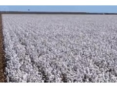 科普：解密棉花的一生！从种植到加工最全过程