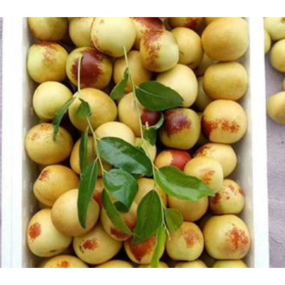 陕西大荔冬枣上市格 温棚冬枣行情