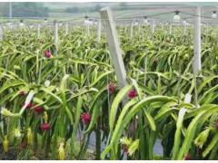 火龙果种植基地