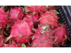 如何​​种植火龙果​​？用这个方法简单又方便​