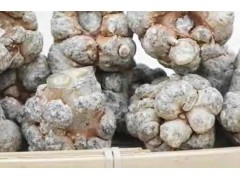 三七怎么选？要认准正规种植的好三七？好三七都是怎么种植的？