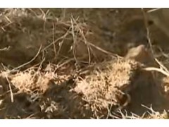 红河州石屏县开展林下三七种植试验