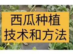 西瓜种植技术和方法