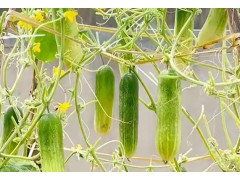 黄瓜种植​​并不难，学我做好这几步，一根藤结几十个瓜！​