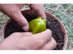 杨桃种植​​小技巧,让你在家也可以吃到新鲜的​​杨桃​