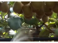 猕猴桃​​的一生｜现代农业​​种植​​和收获奇异果​