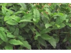 茶叶的一生｜现代​​农业种植​​和收获绿茶｜绿茶制茶工艺​