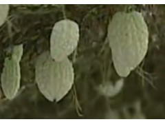 苦瓜的一生｜现代​​农业种植​​和收获凉瓜｜苦味之冠君子菜​