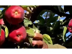 ​苹果的一生｜现代​​农业种植​​和收获苹果｜苹果籽发芽方法​