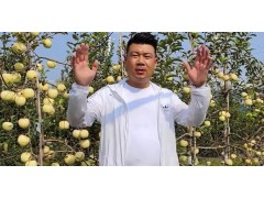 矮化苹果树苗怎样合理种植