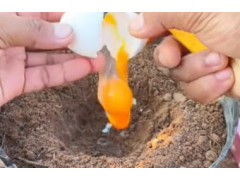 奇葩的苹果种植
