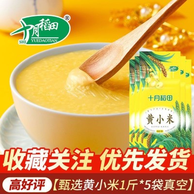 十月稻田黄小米2斤5斤10斤煮粥米油多小米粥杂粮小黄米真空锁鲜装