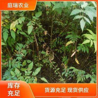 栾树苗基地 植株健壮 造林绿化苗木 技术指导 庭瑞农业