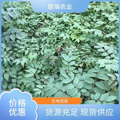 黄柏苗基地 包装严密 植株健壮 庭瑞农业 现场采购成活率98