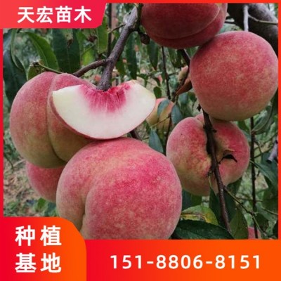 水蜜桃树苗 新品种桃苗 现挖发苗根系好 一年嫁接桃苗