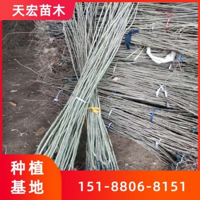 板栗育苗基地出售嫁接1-3公分早丰3113板栗苗 薄皮大红袍板栗树