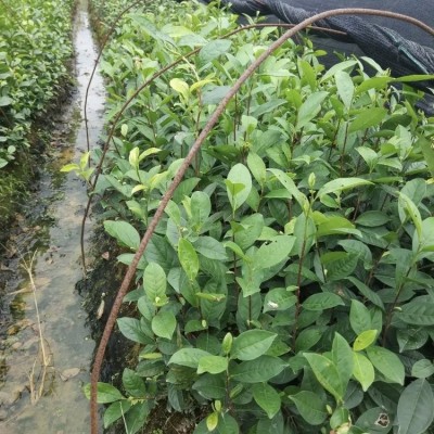 大白茶树苗 基地直供 种植专业 生长健壮 成活率高