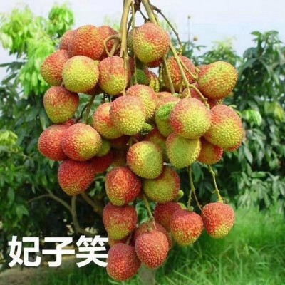 高压荔枝实生树苗 十几年培育经验 技术指导 品质优良