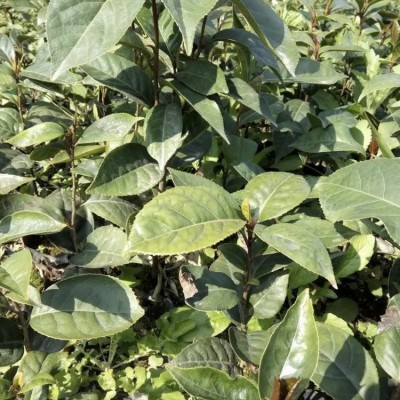 大果红花油茶苗 嫁接繁殖易成活 产量丰富 管理简单