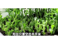 豌豆尖原来这么好吃，自己在家就能种，操作简作一看就会