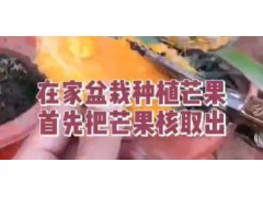 如何在家种植盆栽芒果？专家教你种植方法，简单又使用