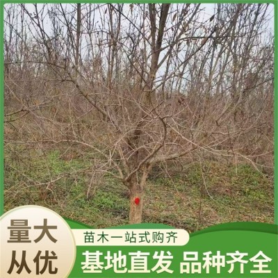 软籽甜石榴苗 基地直发 植株健壮 成品苗 二年突尼斯石榴树苗