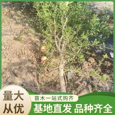 主干通直 绿化园林种植使用 十公分 观赏精品果石榴树