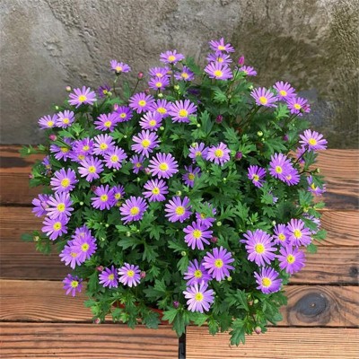 花种子四季播种开花不断百日草波斯菊种子阳台庭院易种花卉花种籽