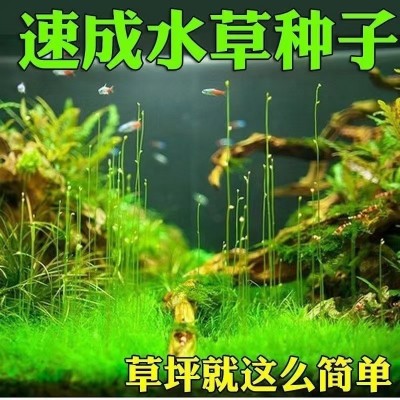 水草种子迷你对叶前景草大叶珍珠种子鱼缸水族箱造景装饰批发绿植
